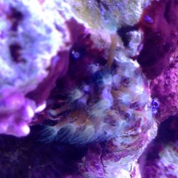 was ist das thumbnail