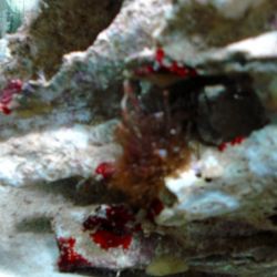 was ist das thumbnail