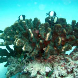 was ist das thumbnail