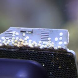 was ist das thumbnail