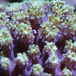 was ist das thumbnail