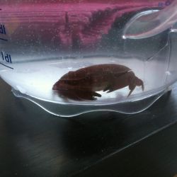 was ist das thumbnail