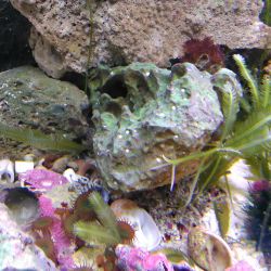 was ist das thumbnail