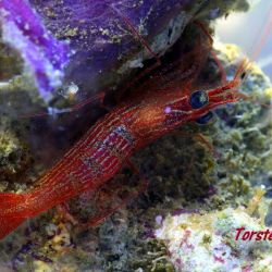 was ist das thumbnail