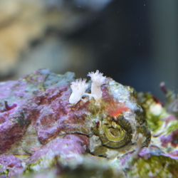 was ist das thumbnail