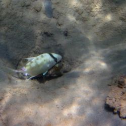 was ist das thumbnail