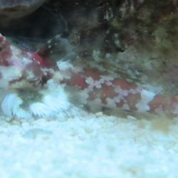 was ist das thumbnail