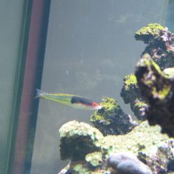 was ist das thumbnail