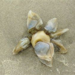 was ist das thumbnail