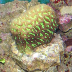 was ist das thumbnail