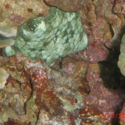 was ist das thumbnail