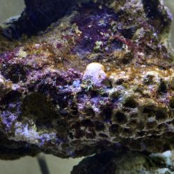 was ist das thumbnail