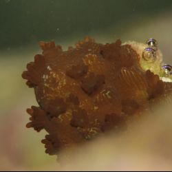 was ist das thumbnail