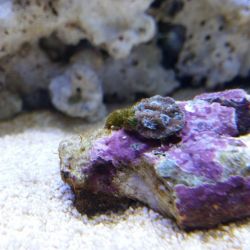 was ist das thumbnail