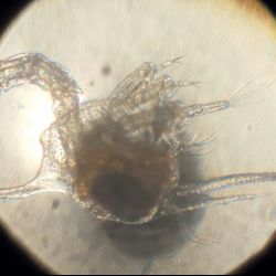 was ist das thumbnail