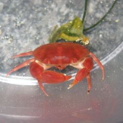 was ist das thumbnail