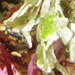 was ist das thumbnail