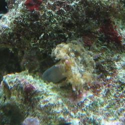 was ist das thumbnail