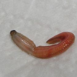 was ist das thumbnail