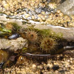 was ist das thumbnail