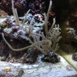 was ist das thumbnail