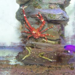 was ist das thumbnail