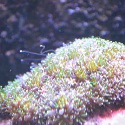 was ist das thumbnail