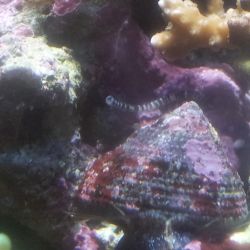 was ist das thumbnail