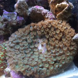 was ist das thumbnail