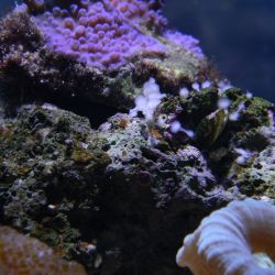 was ist das thumbnail