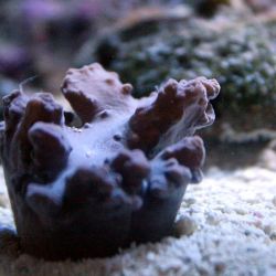 was ist das thumbnail