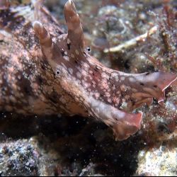 was ist das thumbnail