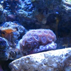 was ist das thumbnail