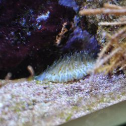 was ist das thumbnail