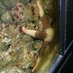 was ist das thumbnail