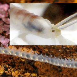 was ist das thumbnail