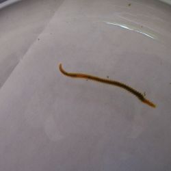 was ist das thumbnail