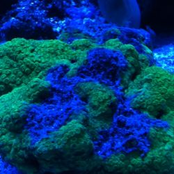 was ist das thumbnail