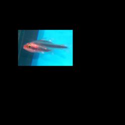 was ist das thumbnail