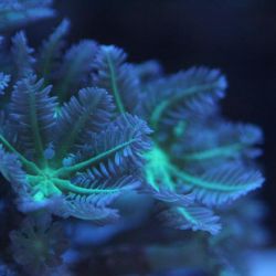 was ist das thumbnail