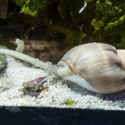 was ist das thumbnail