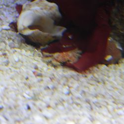 was ist das thumbnail