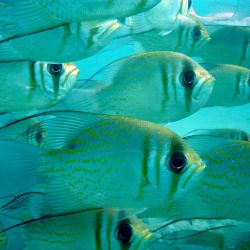 was ist das thumbnail