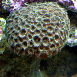 was ist das thumbnail