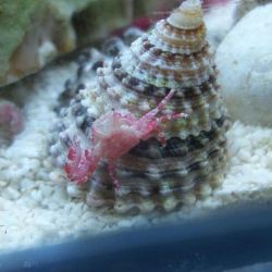 was ist das thumbnail