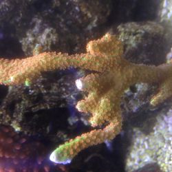 was ist das thumbnail