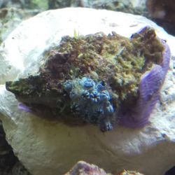 was ist das thumbnail