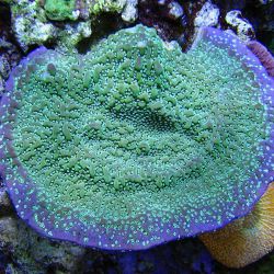 was ist das thumbnail