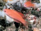 Paracheilinus togeanensis
