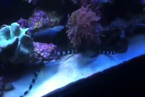 Myrichthys colubrinus